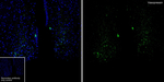 AVP Antibody in Immunohistochemistry (Paraffin) (IHC (P))
