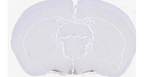 AVP Antibody in Immunohistochemistry (Paraffin) (IHC (P))