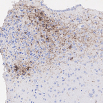 AVP Antibody in Immunohistochemistry (Paraffin) (IHC (P))