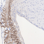 AVP Antibody in Immunohistochemistry (Paraffin) (IHC (P))
