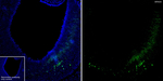 POU4F1 Antibody in Immunohistochemistry (Frozen) (IHC (F))
