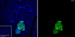 POU4F1 Antibody in Immunohistochemistry (Frozen) (IHC (F))