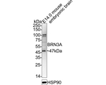 POU4F1 Antibody in Western Blot (WB)