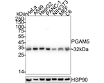 PGAM5 Recombinant Rabbit Monoclonal Antibody (PSH11-68)