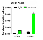 CHD8 Antibody in ChIP Assay (ChIP)