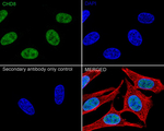 CHD8 Antibody in Immunocytochemistry (ICC/IF)