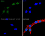 CHD8 Antibody in Immunocytochemistry (ICC/IF)