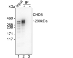 CHD8 Antibody in Immunoprecipitation (IP)