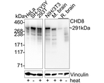 CHD8 Antibody in Western Blot (WB)