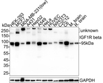 IGF1R beta Antibody in Western Blot (WB)