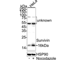 Survivin Antibody in Western Blot (WB)