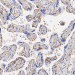 AFP Antibody in Immunohistochemistry (Paraffin) (IHC (P))