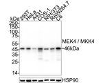 MAP2K4 Antibody in Western Blot (WB)