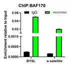 SMARCC2 Antibody in ChIP Assay (ChIP)