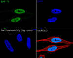 SMARCC2 Antibody in Immunocytochemistry (ICC/IF)