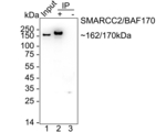 SMARCC2 Antibody in Immunoprecipitation (IP)
