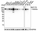 SMARCC2 Antibody in Western Blot (WB)