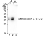 STC2 Antibody in Immunoprecipitation (IP)