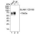 CD150 Antibody in Immunoprecipitation (IP)