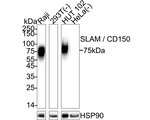 CD150 Antibody in Western Blot (WB)