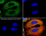 LARP1 Antibody in Immunocytochemistry (ICC/IF)