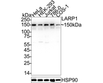 LARP1 Antibody in Western Blot (WB)