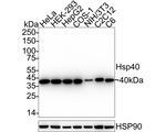 HSP40 Antibody in Western Blot (WB)