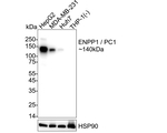 ENPP1 Antibody in Western Blot (WB)