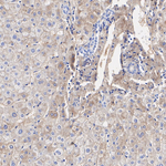 SERPINC1 Antibody in Immunohistochemistry (Paraffin) (IHC (P))