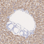 SERPINC1 Antibody in Immunohistochemistry (Paraffin) (IHC (P))