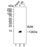 beta-2 Microglobulin Antibody in Immunoprecipitation (IP)
