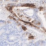 IDO Antibody in Immunohistochemistry (Paraffin) (IHC (P))