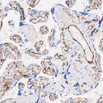 IDO Antibody in Immunohistochemistry (Paraffin) (IHC (P))