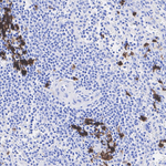 IDO Antibody in Immunohistochemistry (Paraffin) (IHC (P))