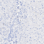 IDO Antibody in Immunohistochemistry (Paraffin) (IHC (P))