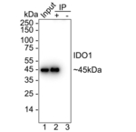IDO Antibody in Immunoprecipitation (IP)