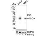 IDO Antibody in Western Blot (WB)