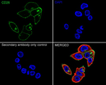 DPP4 Antibody in Immunocytochemistry (ICC/IF)