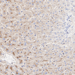 DPP4 Antibody in Immunohistochemistry (Paraffin) (IHC (P))