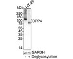DPP4 Antibody in Western Blot (WB)