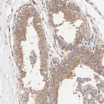 Livin Recombinant Rabbit Monoclonal Antibody (PSH12-72)