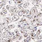 Livin Antibody in Immunohistochemistry (Paraffin) (IHC (P))