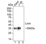 Livin Antibody in Immunoprecipitation (IP)