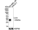 Livin Antibody in Western Blot (WB)