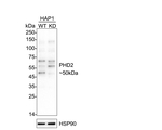 PHD2 Antibody in Western Blot (WB)