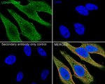 LDHA/LDHB Antibody in Immunocytochemistry (ICC/IF)