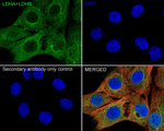 LDHA/LDHB Antibody in Immunocytochemistry (ICC/IF)