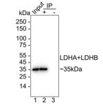 LDHA/LDHB Antibody in Immunoprecipitation (IP)