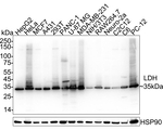 LDHA/LDHB Antibody in Western Blot (WB)