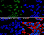 MYT1 Antibody in Immunocytochemistry (ICC/IF)